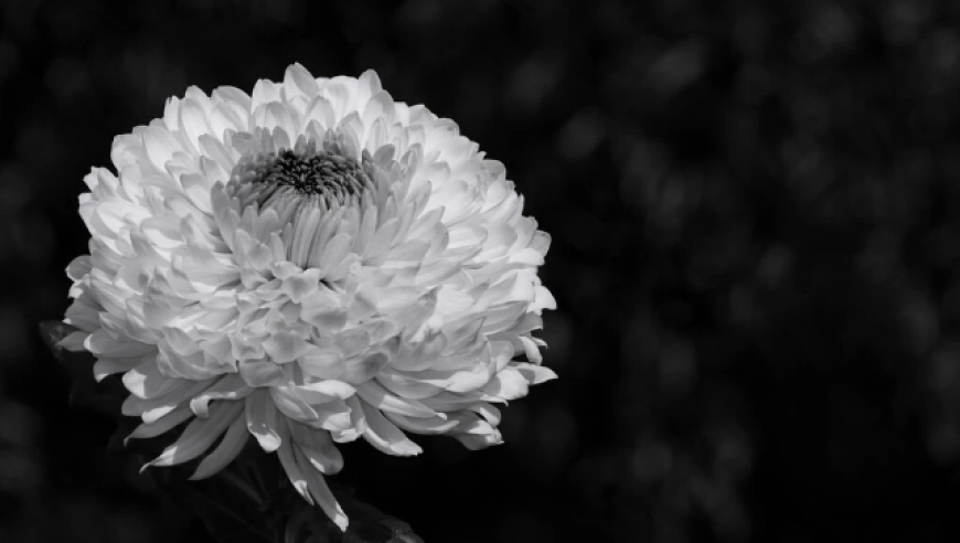 张雪峰去世，AC米兰足球俱乐部发文悼念