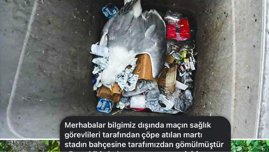 土媒：遭门将意外击中后被救活的海鸥最终去世，尸体被扔在垃圾桶