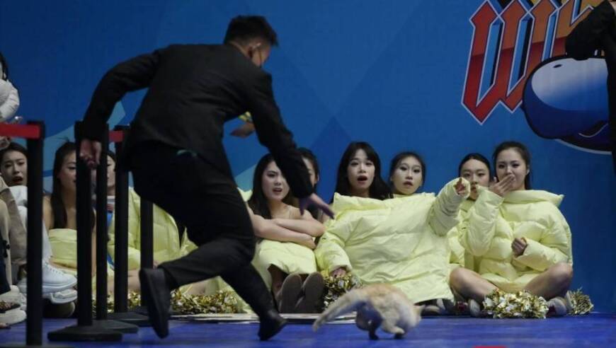 CBA赛场&ldquo;意外&rdquo;：两只猫咪闯入捣乱，保安上演爆笑追逐战