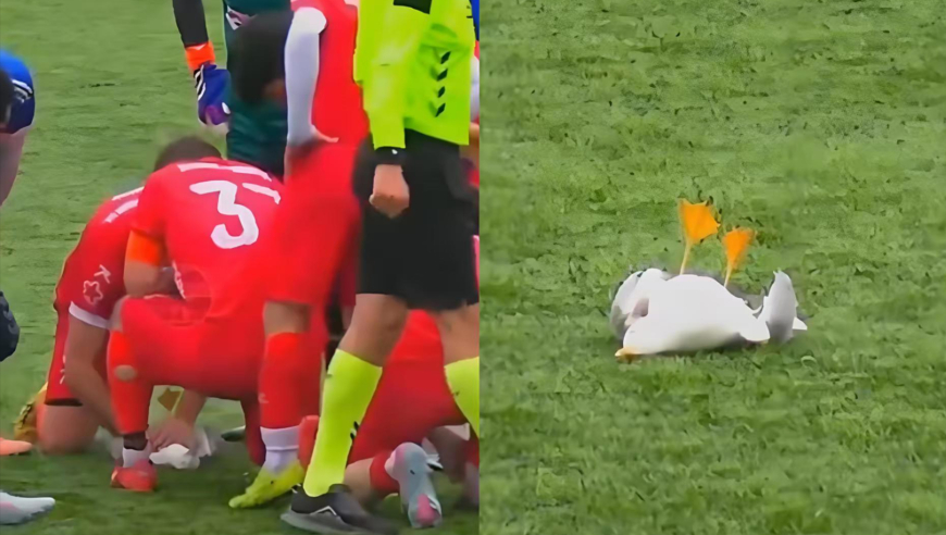 海鸥飞过球场被足球击落，球员冲上去跪地心肺复苏2分钟将其救活